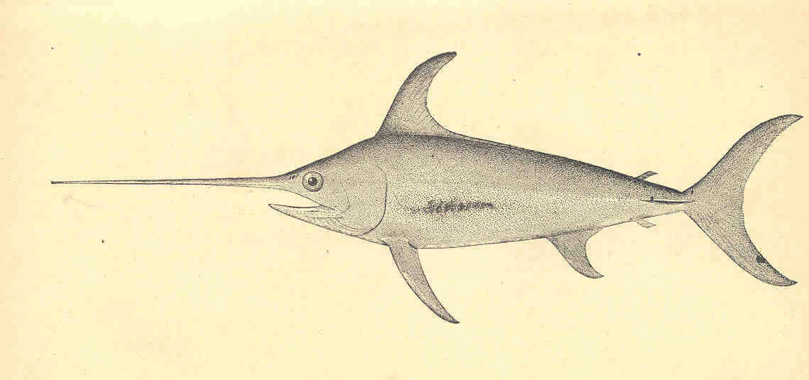 Image of swordfishes
