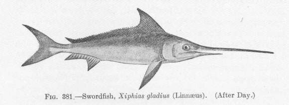 Image of Xiphias