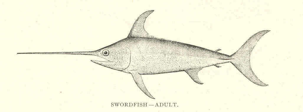 Image of swordfishes