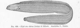 Image of Phytichthys