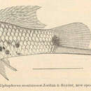 Plancia ëd Xiphophorus montezumae Jordan & Snyder 1899