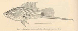 Image of Platyfish