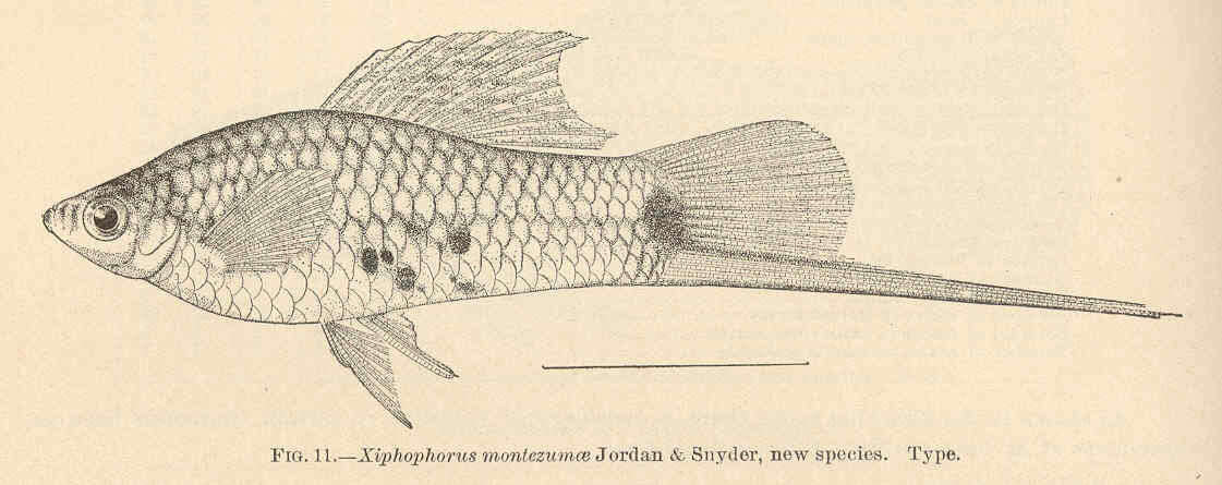 Sivun Xiphophorus kuva