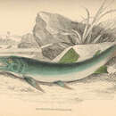 Слика од Boulengerella cuvieri (Spix & Agassiz 1829)