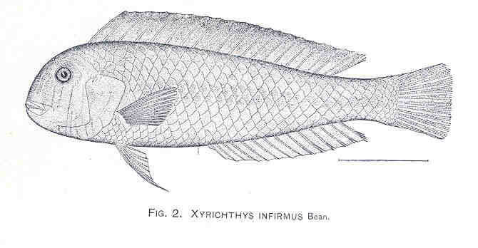 Image of Xyrichtys