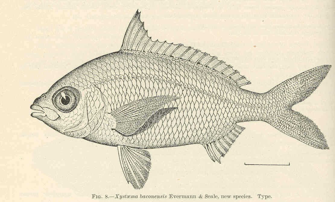 Image de Gerres baconensis (Evermann & Seale 1907)