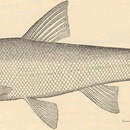 Image of Popoche chub