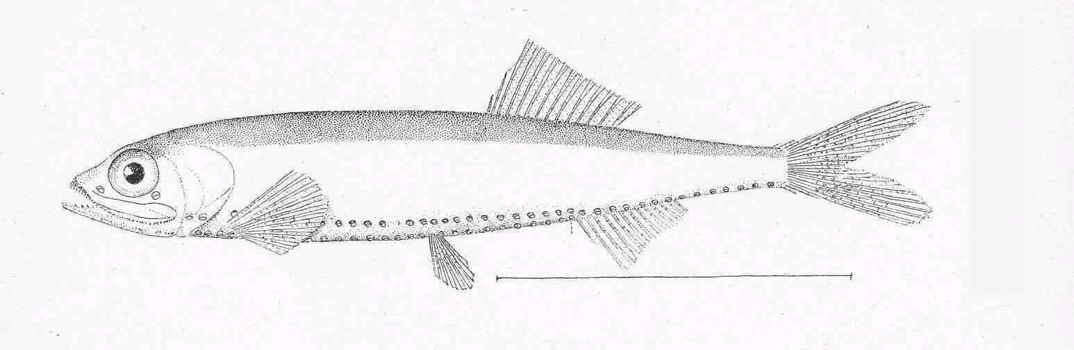 Image of Stomiiformes