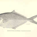 Image of Shortfin pompano