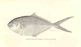 Image of Shortfin pompano