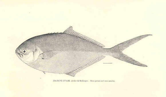 Plancia ëd Trachinotus stilbe (Jordan & McGregor 1898)