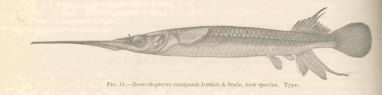 Image of Zenarchopteridae