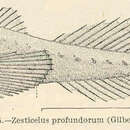 Image of Flabby sculpin