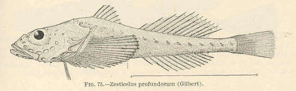 Image of Zesticelus