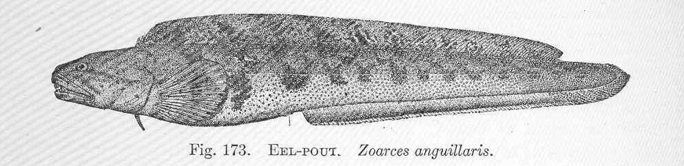 Image of Zoarces