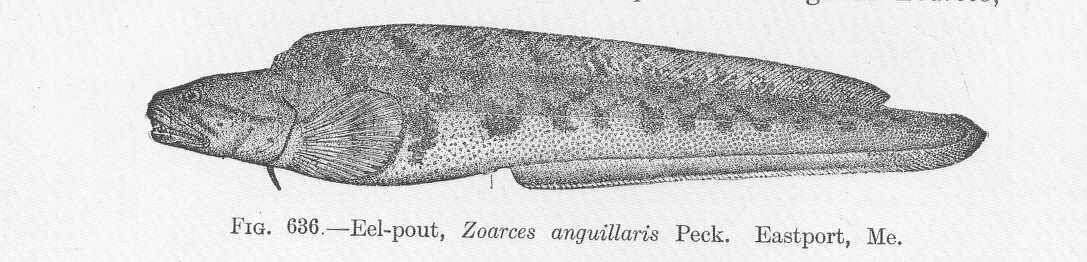 Image of Zoarces