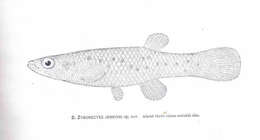 Image of Fundulidae