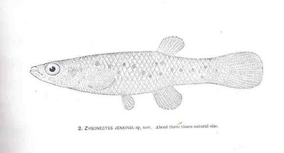 Image of Fundulus