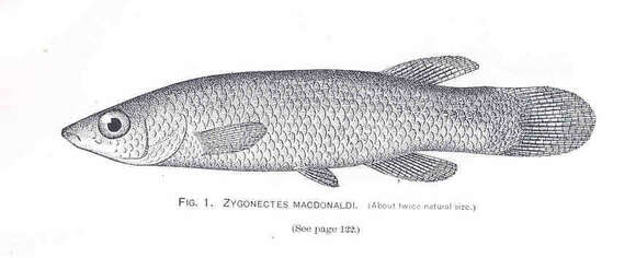 Image of Fundulus