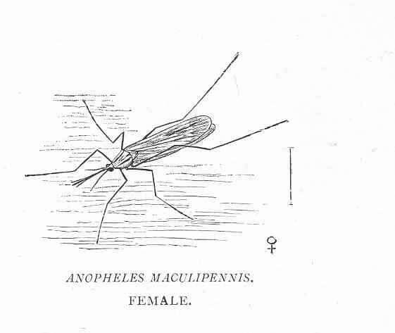 Image of Marsh Mosquitoes