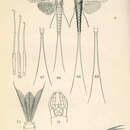 Image of Isonychia sicca (Walsh 1862)
