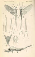 Image of Heptagenioidea