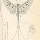 Image of Ephemera varia Eaton 1883