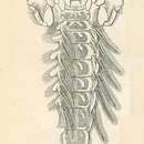 Image of Pentagenia vittigera Walsh 1862