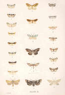 Imagem de Scoparia triscelis Meyrick 1909