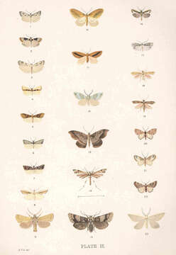 Image of Scoparia triscelis Meyrick 1909