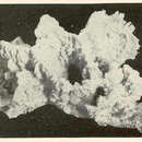 Image of Axinella corrugata (George & Wilson 1919)
