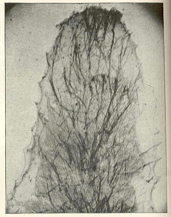 Image of Axinella Schmidt 1862