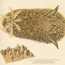 Image of Acanthodoris brunnea MacFarland 1905