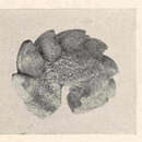 Sivun Acanthopleura granulata (Gmelin 1791) kuva