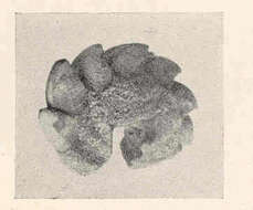 Image of fuzzy chiton
