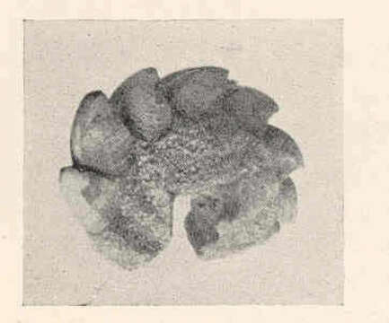 Sivun Acanthopleura Guilding 1830 kuva