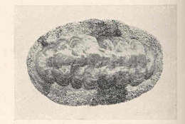 Sivun Acanthopleura Guilding 1830 kuva
