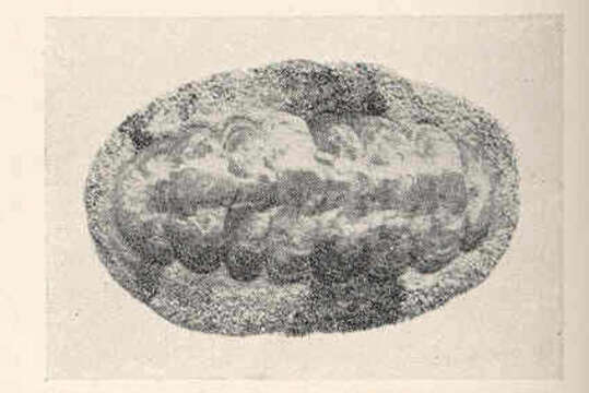 Image of fuzzy chiton