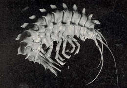 Image of Paramphithoidae
