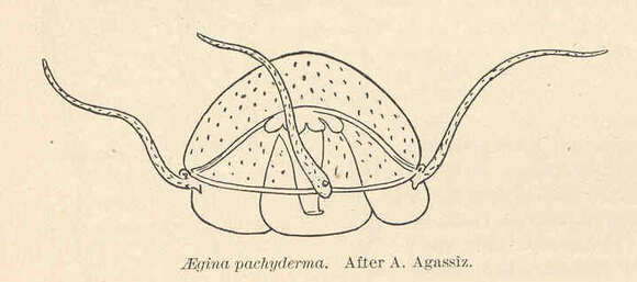 Image of Narcomedusae Haeckel 1879