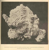 Image of Agariciidae Gray 1847