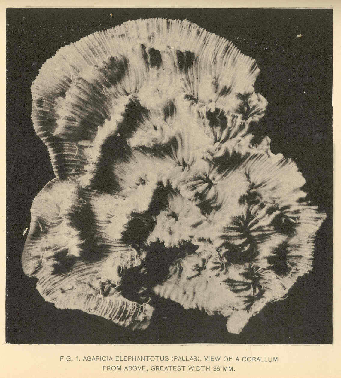 Image de Agariciidae Gray 1847