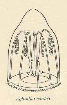 Sivun Trachymedusae Haeckel 1866 kuva