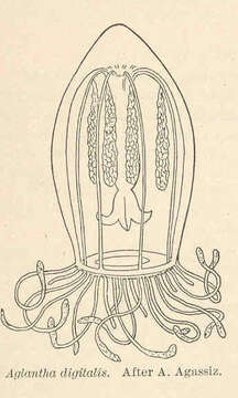 Sivun Trachymedusae Haeckel 1866 kuva