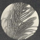 Image of ostrich plume hydroid