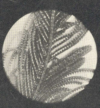 Image of Aglaopheniidae Marktanner-Turneretscher 1890