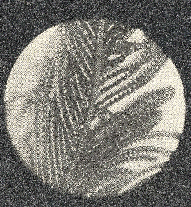 Imagem de Aglaopheniidae Marktanner-Turneretscher 1890