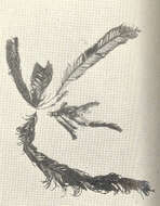 Image of Aglaophenia Lamouroux 1812