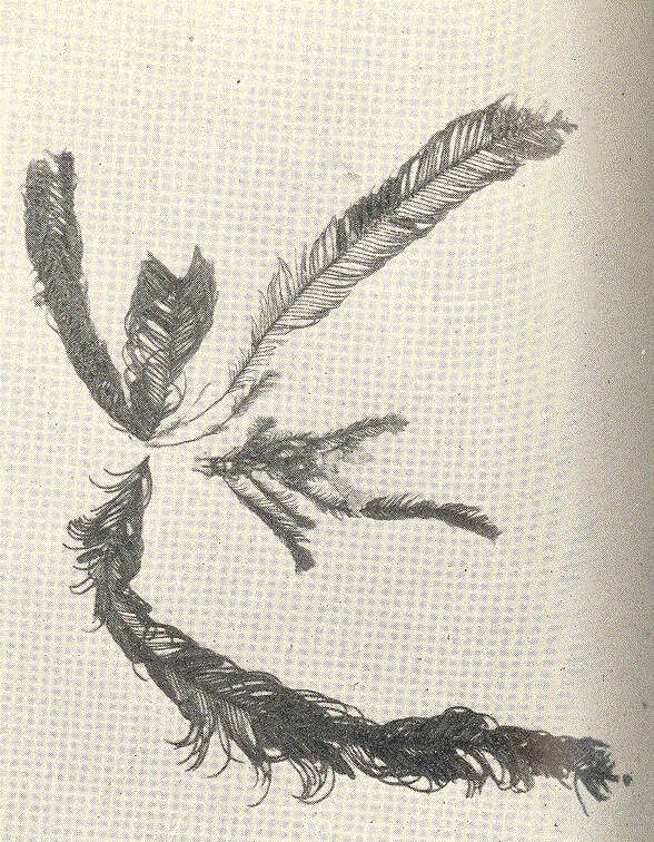 Plancia ëd Aglaopheniidae Marktanner-Turneretscher 1890