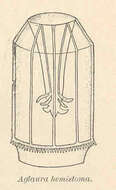 Image of Trachymedusae Haeckel 1866